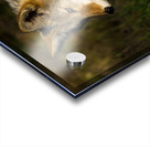 Coyote close view Acrylic print