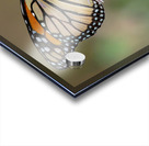  Monarch and Honey Bee Acrylic print
