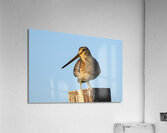  Wilsons Snipe at Eagle Island State Park  Acrylic Print