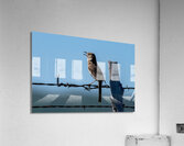 Sage Thrasher singing  Acrylic Print