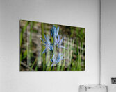 Common Camas   Acrylic Print