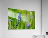 Common Camas   Acrylic Print