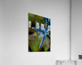 Common Camas macro image  Acrylic Print