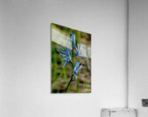 Common Camas   Acrylic Print