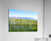 Camas Marsh   Acrylic Print