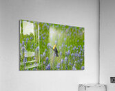 Yellow-headed Blackbird   Acrylic Print