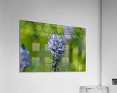 Common Camas   Acrylic Print