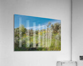 Arrowleaf Balsamroot in Boise foothills  Acrylic Print