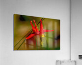 Western Columbine   Acrylic Print