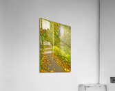Trail to Latourell Falls in the Columbia River Gorge   Acrylic Print