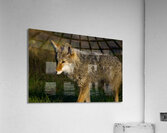 Coyote close view  Acrylic Print