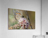  Monarch and Honey Bee  Acrylic Print