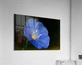 Blue Flax macro photograph  Acrylic Print