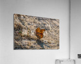 Great Spangled Fritillary in Idaho  Acrylic Print