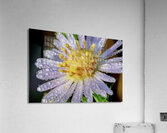dew on aster flower macro image  Acrylic Print