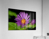 New England Aster in morning sun  Acrylic Print