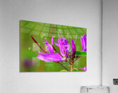 Rocky Mountain bee-plant   Acrylic Print
