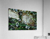 dew drops on a spiderweb  Acrylic Print