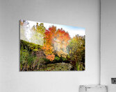 fall colors in Boise  Acrylic Print