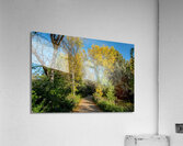 walking path in fall  Acrylic Print