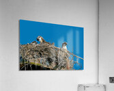  Osprey on nest with immature  Acrylic Print
