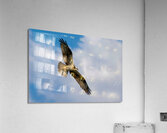  Osprey in flight  Acrylic Print