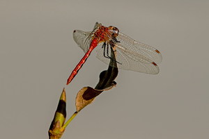 Autumn Meadowhawk perched