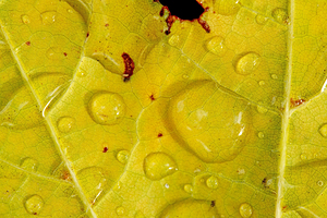 rain drops on a leaf macro image