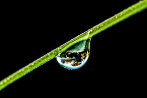 dew drop on grass