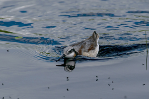 Wilsons Phalarope swimming