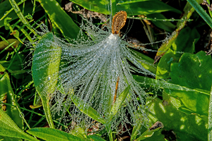 dewdrops on Showy Milkweed floss