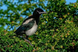 Black billed Magpie immature 