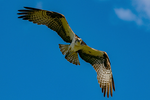 Osprey in flight 