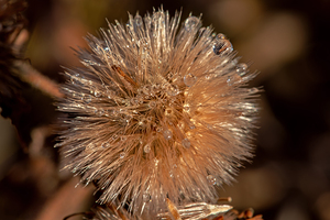 dew drops on plant seeds