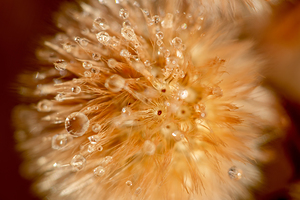 early morning sun greets dew drops 