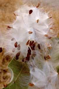 Showy Milkweed seed pods open
