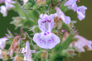 Catnip flower with dew macro image