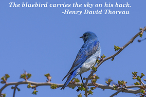  Thoreau bluebird quote poster