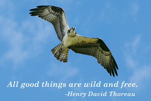 Thoreau poster wild and free quote