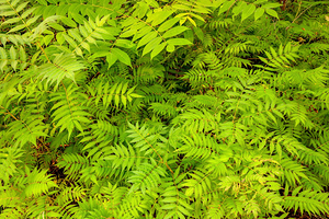 green leaves
