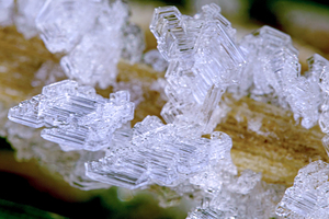 Ice formation on plant