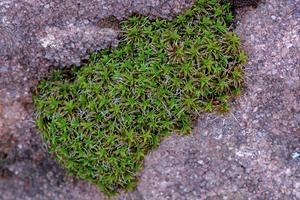 Twisted moss 