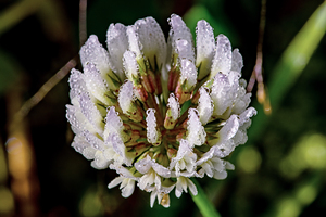 White Clover with dew
