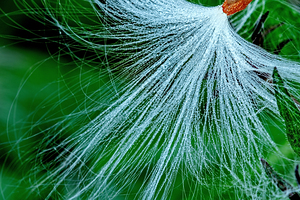 milkweed seed with morning dew beautiful closeup
