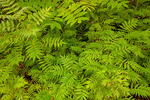 leaves of green