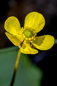 Sagebrush Buttercup in morning sunlight Boise Idaho