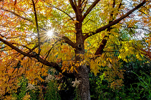sun star in fall colors
