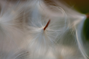 Showy Milkweed seeds closeup
