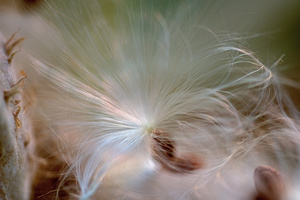 Showy Milkweed seeds closeup photo