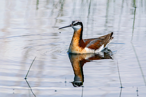 Wilsons Phalarope stock photo